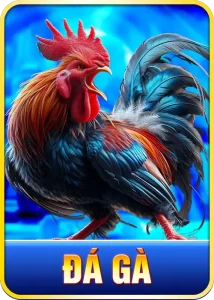 đá gà