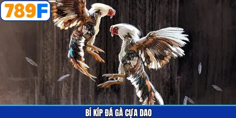 Bí kíp đá gà cựa dao