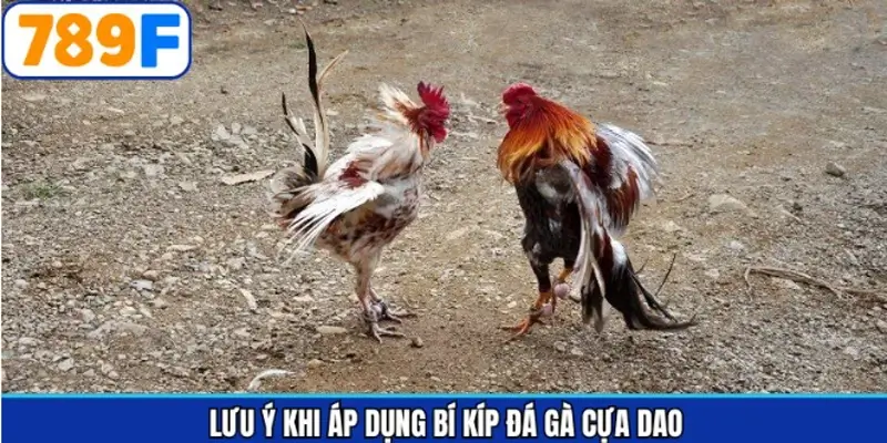 Bí kíp đá gà cựa dao cùng những chú ý khi vận dụng