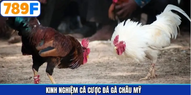 Bí quyết đặt cược chọi kê châu Mỹ giúp tăng cơ hội thắng