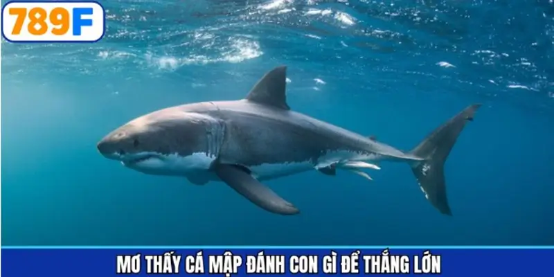 Các con lô tài lộc khi người chơi chiêm bao gặp cá mập Các con lô tài lộc khi người chơi chiêm bao gặp cá mập