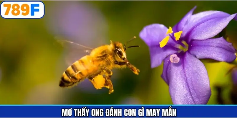 Các con loto đẹp khi chiêm bao