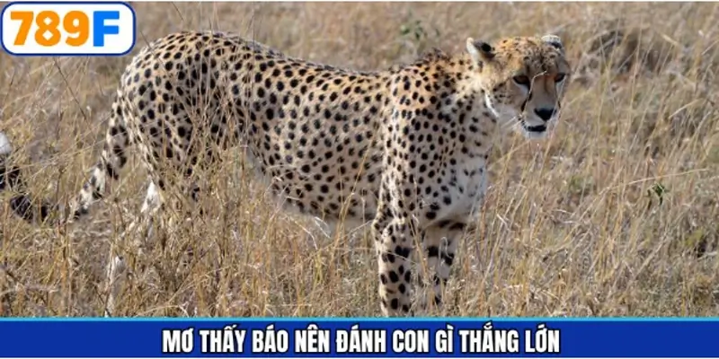 Các số may mắn khác có thể thử khi mộng về báo Các số may mắn khác có thể thử khi mộng về báo