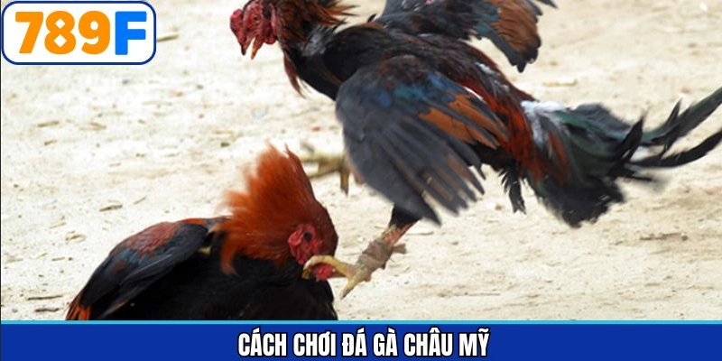 cách chơi đá gà Châu Mỹ