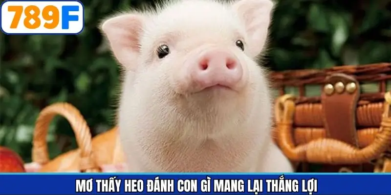 Cập nhật dữ liệu mơ thấy heo đánh con gì chuẩn