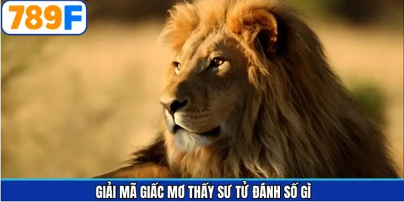 Chi tiết những giấc chiêm bao về sư tử Chi tiết những giấc chiêm bao về sư tử