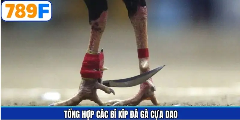 Chia sẻ bí kíp đá gà cựa dao dành cho người mới