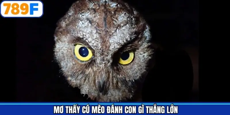 Con đề cực đẹp nên đánh khi mộng thấy chim cú