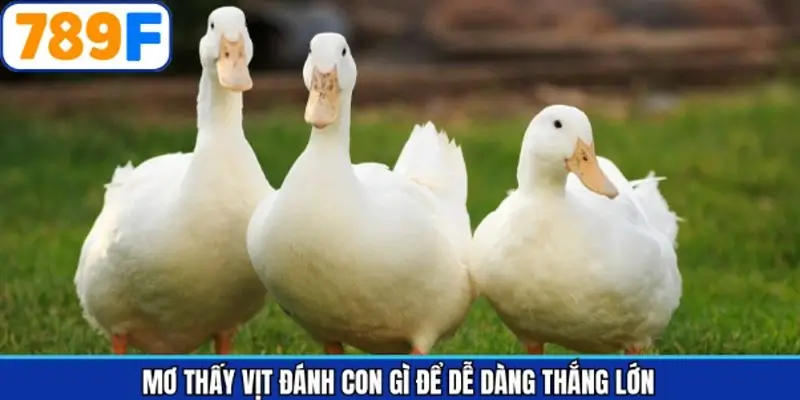 Con số may mắn nào về việc mơ thấy vịt đánh con gì?