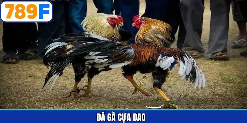 Đá gà cựa dao