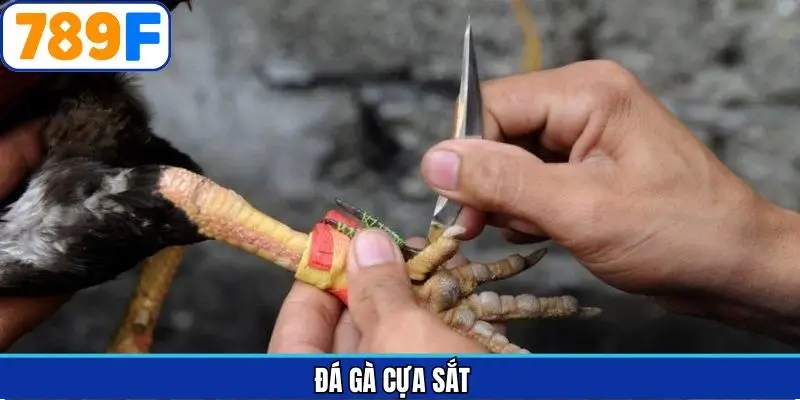 Đá gà cựa sắt