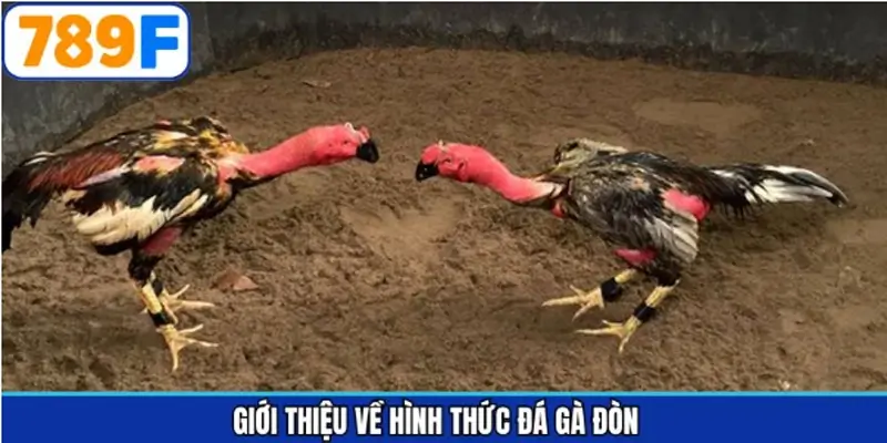 Đá gà đòn 789F mang đến trải nghiệm kịch tính Đá gà đòn 789F mang đến trải nghiệm kịch tính