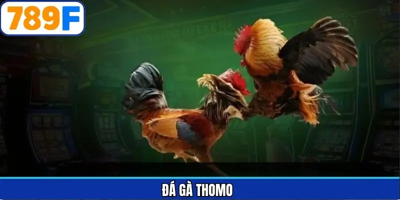 Đá gà thomo