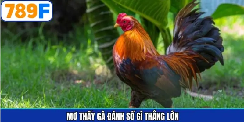 Đánh số gì để mang lại thưởng lớn khi mơ thấy gà 789F