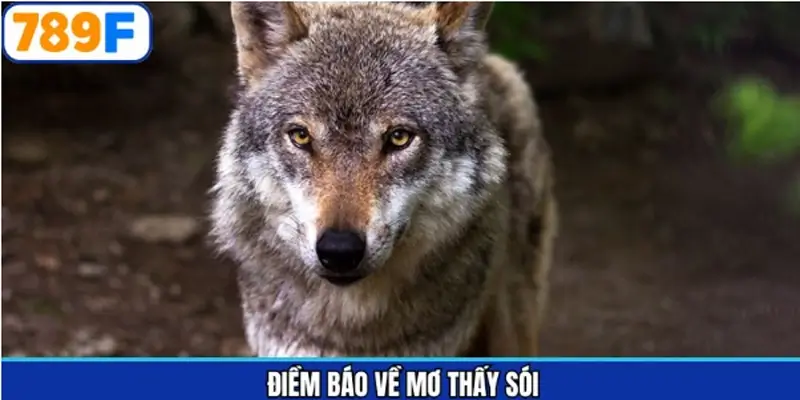 Điềm báo về giấc mơ thấy sói chi tiết Điềm báo về giấc mơ thấy sói chi tiết