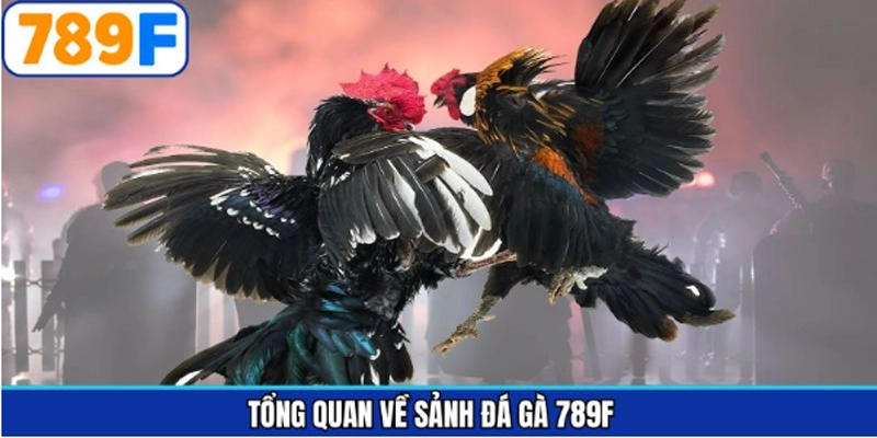Đôi nét sảnh game đình đám chọi gà