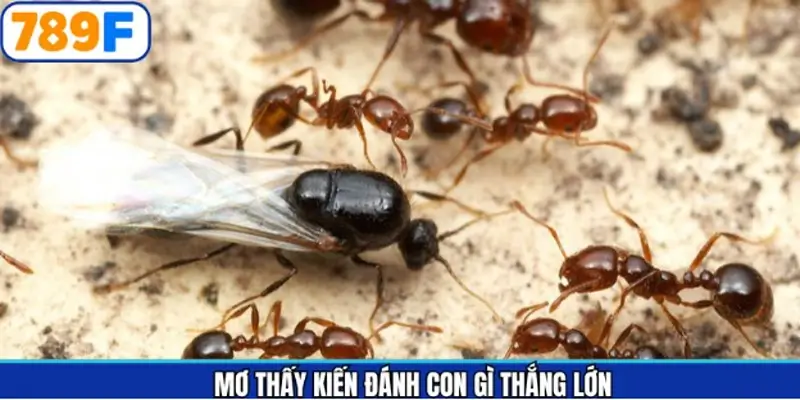 Gắn kết giấc mộng với các số may mắn tại 789F Gắn kết giấc mộng với các số may mắn tại 789F