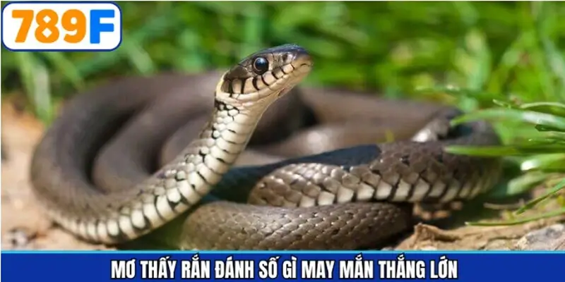 Giải đáp bộ số may mắn khi chiêm bao về rắn Giải đáp bộ số may mắn khi chiêm bao về rắn