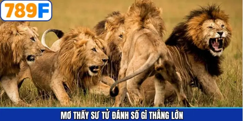 Giải đáp các con lô khi chiêm bao gặp sư tử Giải đáp các con lô khi chiêm bao gặp sư tử