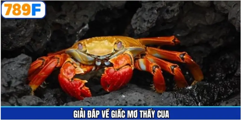 Giải đáp các luận báo về giấc mơ khi thấy cua