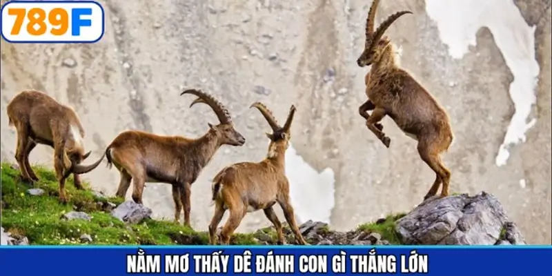 Giải đáp chi tiết khi mộng thấy dê đánh số gì Giải đáp chi tiết khi mộng thấy dê đánh số gì