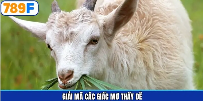 Giải đáp chi tiết những giấc mơ thấy dê Giải đáp chi tiết những giấc mơ thấy dê