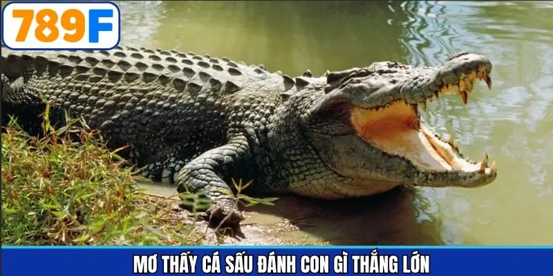 Giải đáp mơ thấy cá sấu và con số liên quan tại 789F Giải đáp mơ thấy cá sấu và con số liên quan tại 789F
