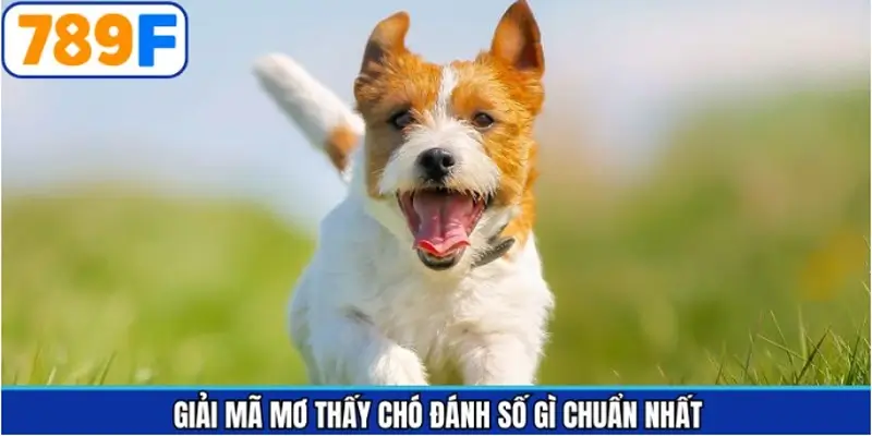 Ý nghĩa chung khi mơ thấy hình ảnh chó