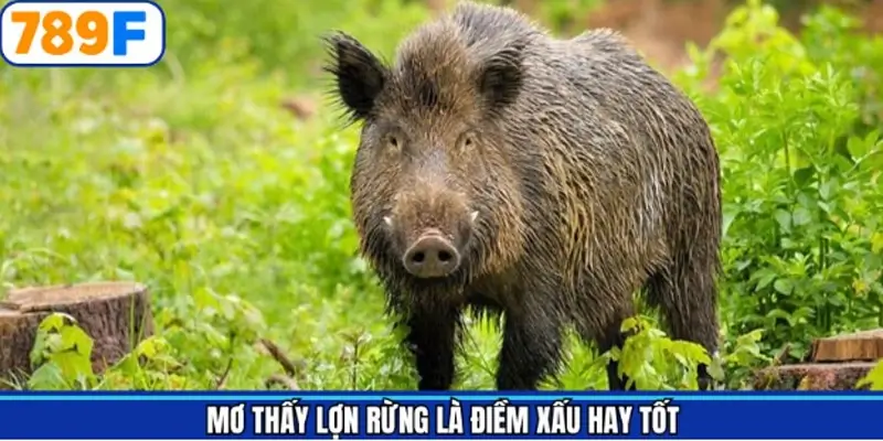 Giải đáp ý nghĩa chung về giấc mơ heo rừng