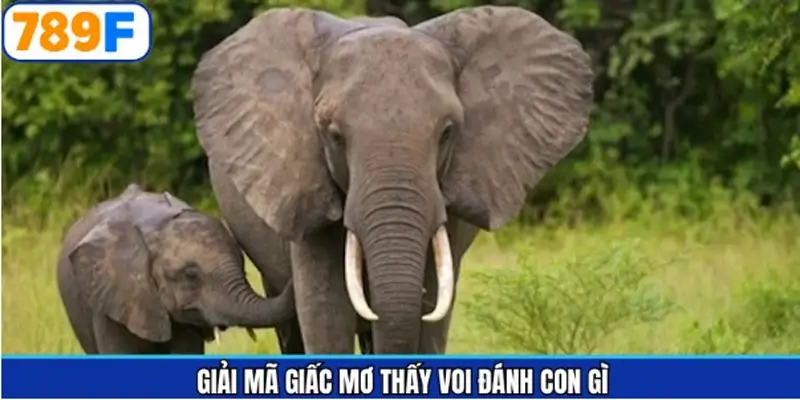 Giải đáp ý nghĩa về mơ thấy voi đánh con gì