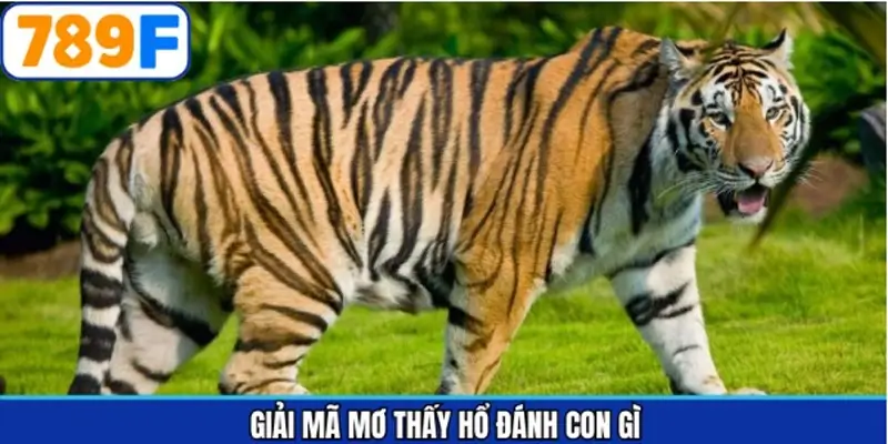 Giải mã chi tiết các giấc mơ