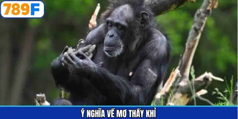 Giải mã chi tiết về chiêm bao dành cho hội viên Giải mã chi tiết về chiêm bao dành cho hội viên