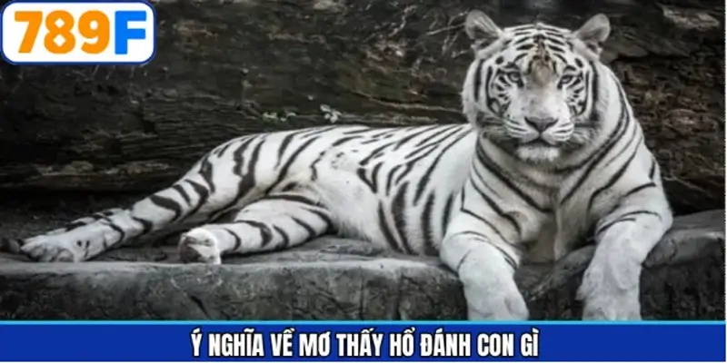 Giải mã chiêm bao mơ thấy hổ đánh con gì