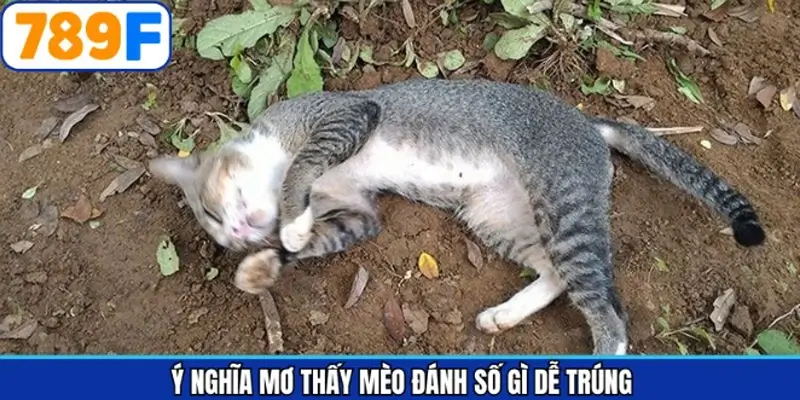 Giải mã chiêm bao về linh miêu quen thuộc