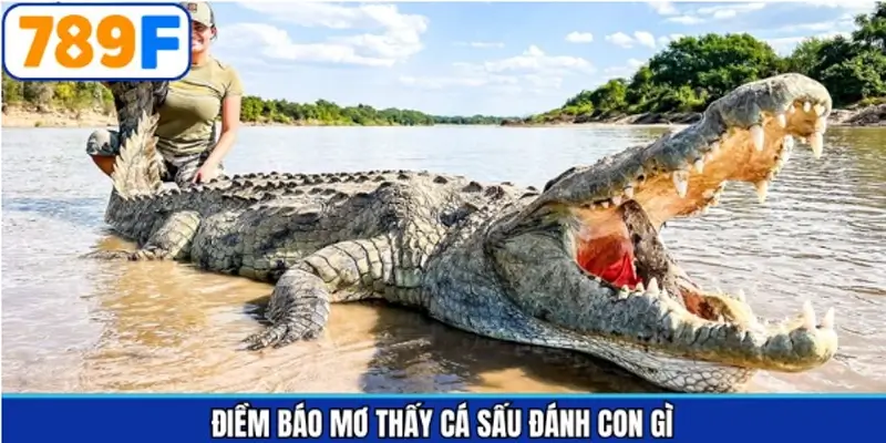 Giải mã điềm báo khi mơ thấy cá sấu theo từng tình huống Giải mã điềm báo khi mơ thấy cá sấu theo từng tình huống