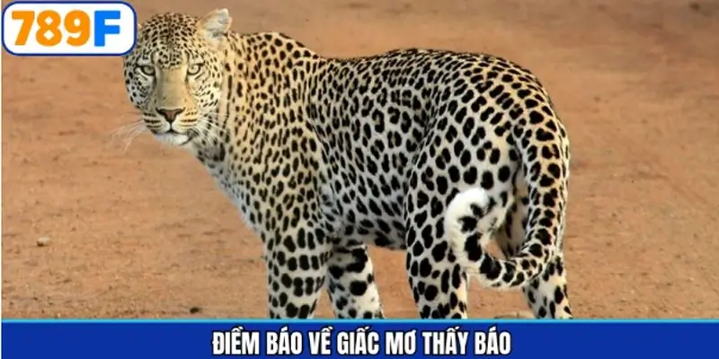 Giải mã giấc mơ thấy báo trong trường hợp cụ thể Giải mã giấc mơ thấy báo trong trường hợp cụ thể