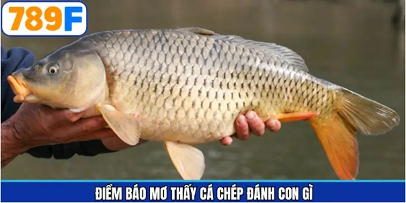 Giải mã nội dung giấc mơ về cá chép