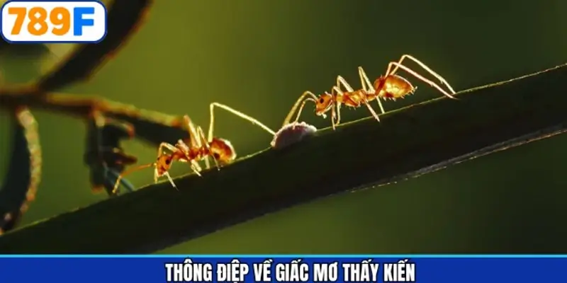 Giải mã từng thông điệp về giấc mơ thấy kiến Giải mã từng thông điệp về giấc mơ thấy kiến