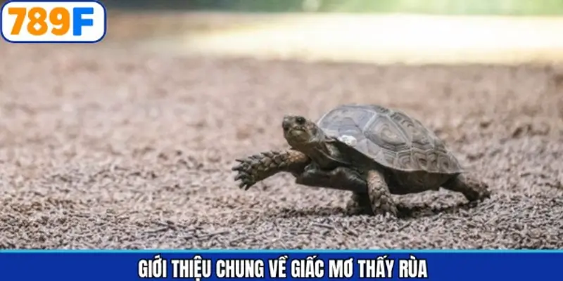 Giải mã ý chung khi chiêm bao về rùa Giải mã ý chung khi chiêm bao về rùa