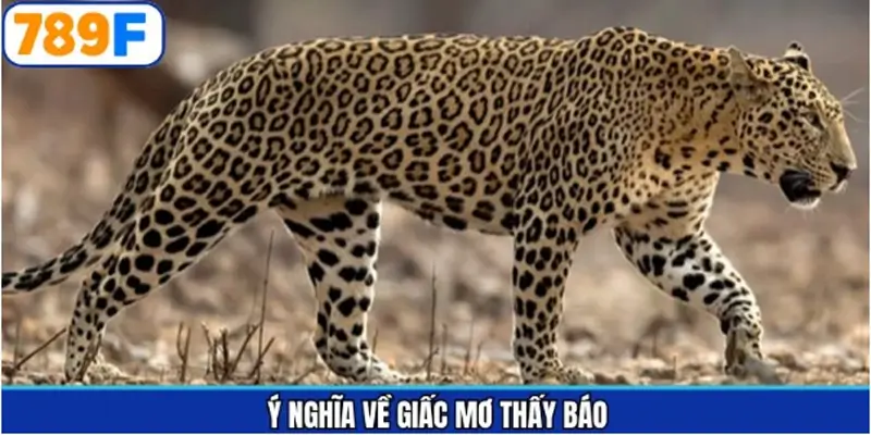 Giải mã ý nghĩa tổng quan về giấc mộng thấy báo Giải mã ý nghĩa tổng quan về giấc mộng thấy báo