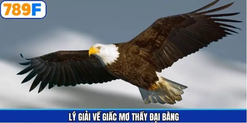 Giải thích nhanh gọn về vấn đề một gặp chim ưng