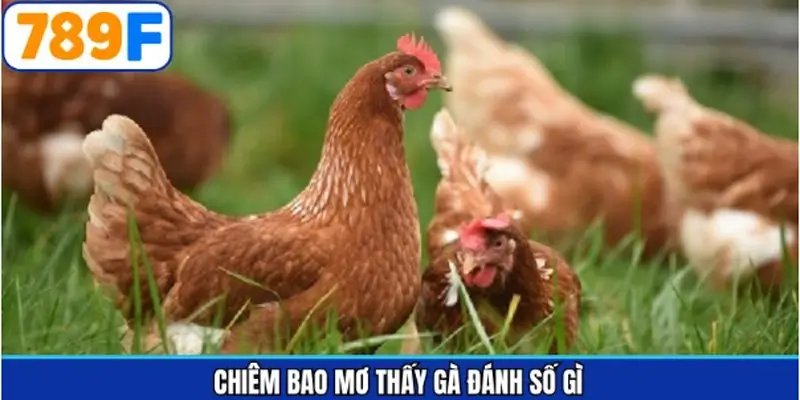 Khám phá chuyên mục giải mã mơ thấy gà đánh con gì?