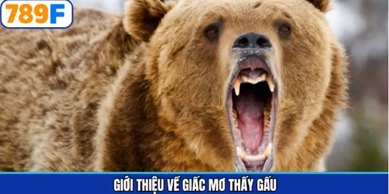 Khám phá đôi chút về việc chiêm bao thấy gấu