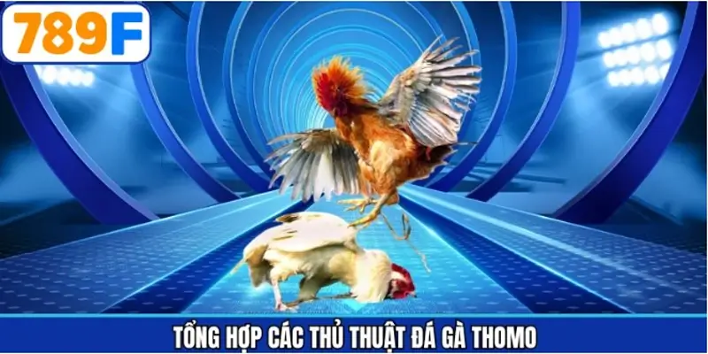 Khám phá những thủ thuật đá gà Thomo hay nhất tại 789F Khám phá những thủ thuật đá gà Thomo hay nhất tại 789F