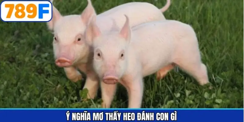 Khám phá thông tin giấc mộng thường gặp lợn