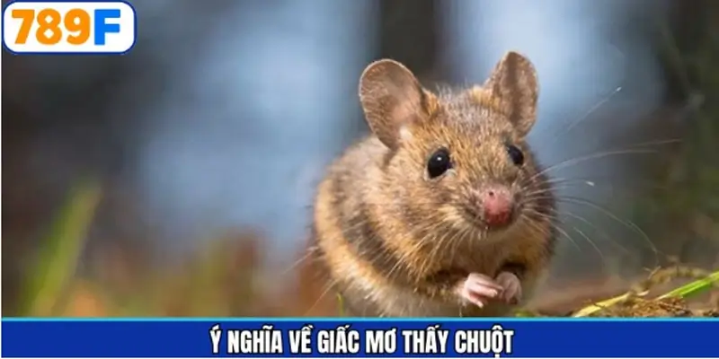 Khám phá thông tin về chiêm bao loài vật đặc biệt