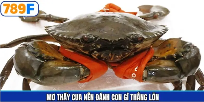 Khám phá về con số may mắn khi nằm mơ thấy cua