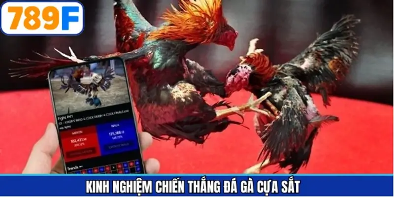 Kinh nghiệm giúp thắng lớn khi tham gia chọi kê cựa sắt