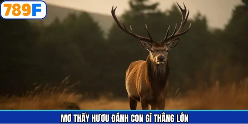 Luận giải mơ thấy hươu đánh số mấy