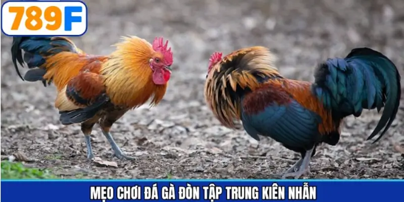 Luyện tập sự kiên nhẫn và tập trung khi theo dõi gà đá Luyện tập sự kiên nhẫn và tập trung khi theo dõi gà đá